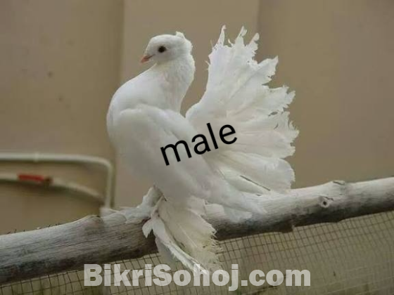 1 pair blue bar lahori,  1 pair lokkha,  2 khop er khacha